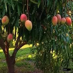 Rosa Rosa Mango Grafted