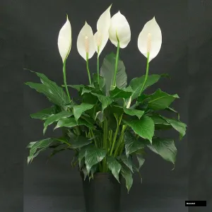 Peace Lily Small Plant