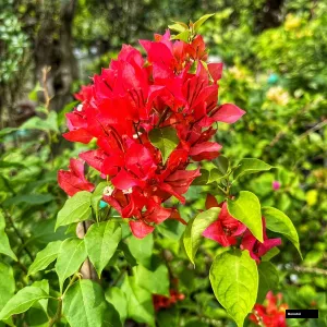 Foxtail Red Bougainvillea