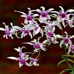 Ceasar Pink (seedling