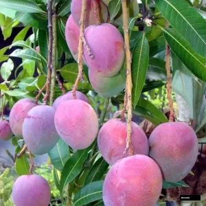 Arunika Mango Tree