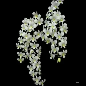 Shavin White, White 5 N (seedling)