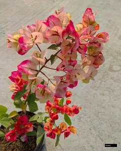 Thai Chitra Bougainvillea