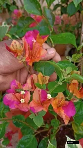 Symbiosis (grafted) Bougainvillea