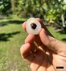 White Aroma Durian Langhan Big Size