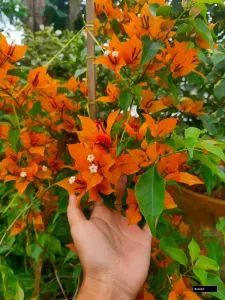 Fire Opal Bougainvillea