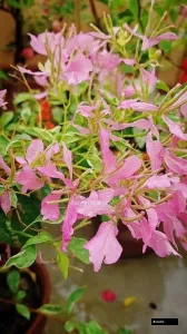 Spider Bougainvillea Plant Bougainvillea