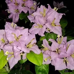 Lilac Formosa Bougainvillea Plant