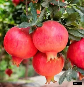Mexican Anar