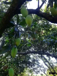 Carabao Mango Tree