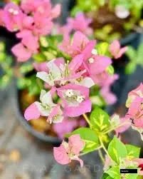 Thimma Peach Bougainvillea