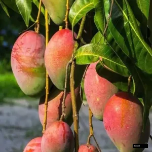 Ambika Mango Tree