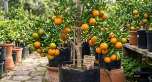 Darjeeling Giant Orange Plant