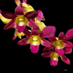 Dendrobium Morning Sun Orchid Plant