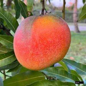Honzu Mango