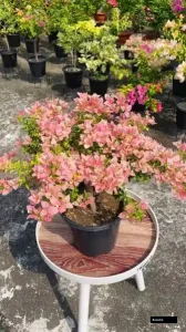 Golden B Gojes Bougainvillea
