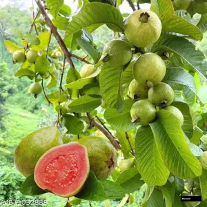 Taiwan Pink Guava Plant