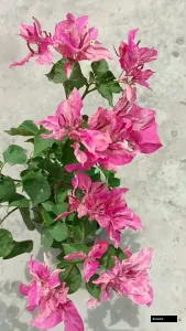 Kristina Bougainvillea Plant