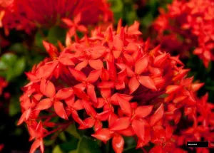 ixora plant