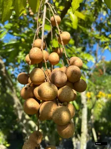 Kohala Langhan