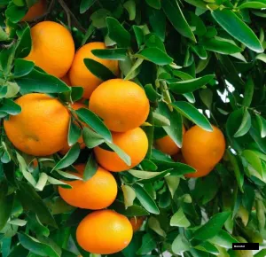 Satsuma Mandarin Plant