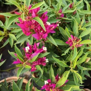 Torch Butterfly (rooted) Bougainvillea