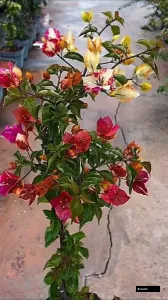 Menggitom Baru Bougainvillea Plant