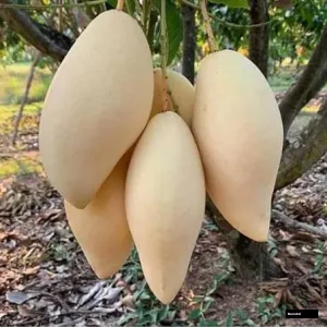 Namdokmai Golden Mango