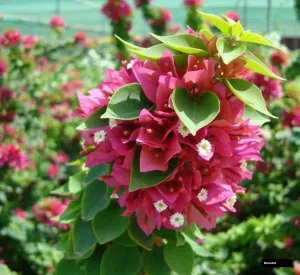 21 Jewels Pink / Picxy Pink (rooted) Bougainvillea