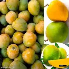 Himsagar Mango Grafted Plant