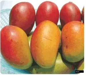 Austin Mango