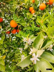Valencia Midknight Orange Plant