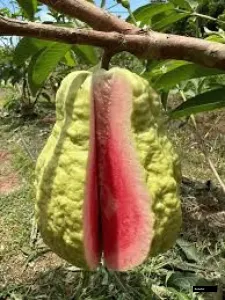 Jarbee Red Guava