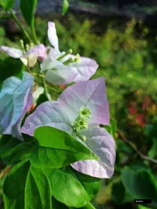 Begum Sikander Bougainvillea