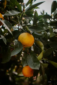 Afourer Mandarin Plant