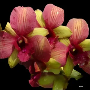 Burana Emerald Fancy Yellow (seedling)