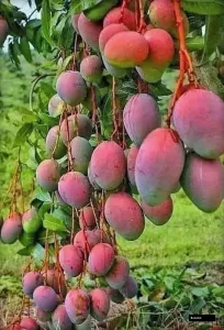 Golap Khas Mango Grafted