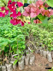 Chocolate Pink (Rooted) Bougainvillea