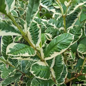 Variegated Guava Plant