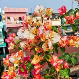 Golden Rao Variegated Bougainvillea Plant