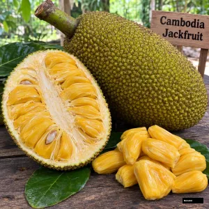 Cambodia Jackfruit (kathal)