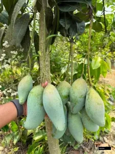 Q-jai Mango Grafted