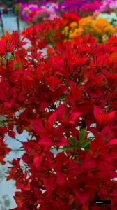 Breeza Red Grafted Bougainvillea Plant