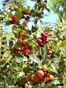 Strawberry Guava Plant
