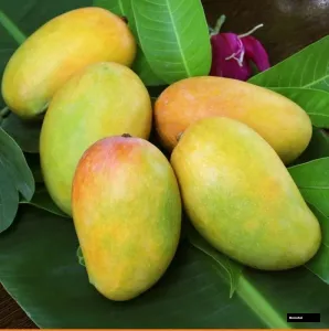 Keshar Mango Plant