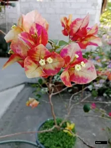 Mounduring Grafted