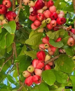 Madhuchamba Red Water Apple Plant