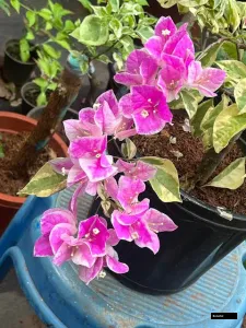Splash Variegated (grafted) Bougainvillea