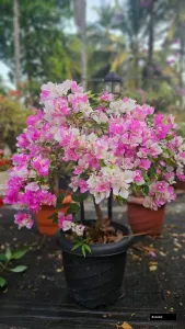 Magic Ice Cream (Rooted) Bougainvillea