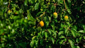 Angoor Mango Plant
